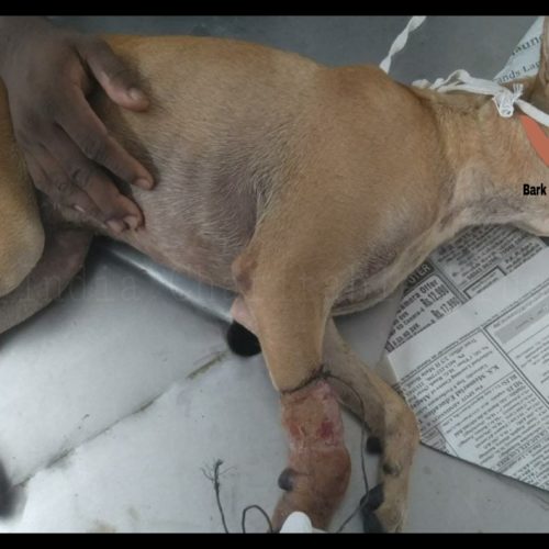 Metal wire stuck on leg dog rescue- Animal rescue and veterinary treatment in Pondicherry
