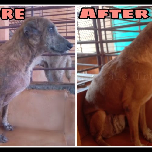 Tumor Dog Rescue, Treatment and Recovery- Veterinary hospital for street animals