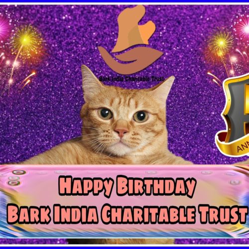 Completing 5 years in serving animals- Charity for stray animals in India