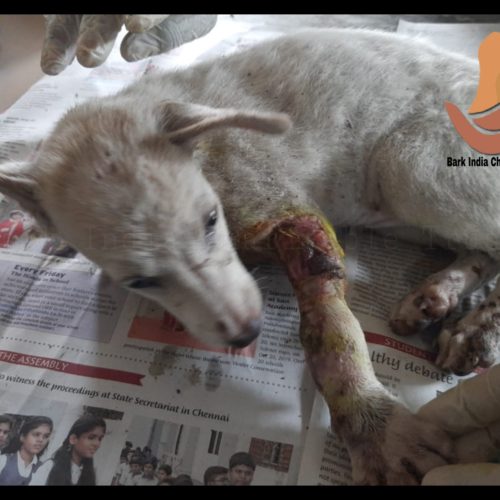 Injured puppy rescue- Veterinary hospital for strays