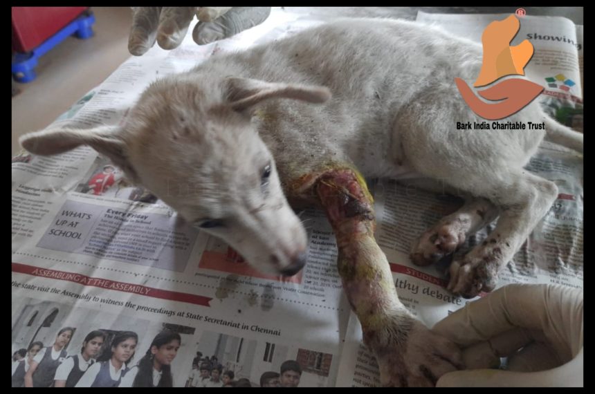 Injured puppy rescue- Veterinary hospital for strays