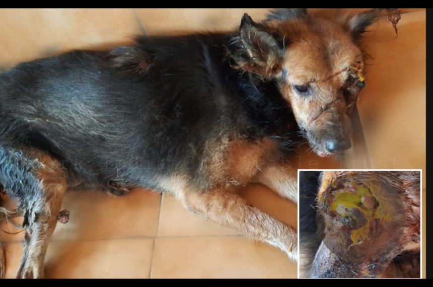 Rescue of one eyed street dog in maggot wound- Veterinary hospital in Pondicherry