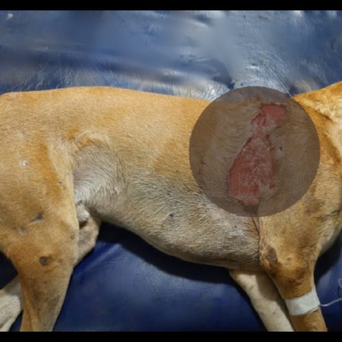 Wounded stray dog rescue and free treatment- animal rescue organisation