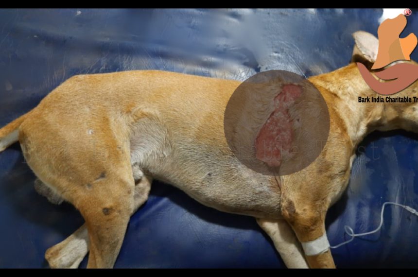 Wounded stray dog rescue and free treatment- animal rescue organisation