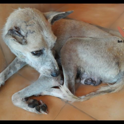 Transmissible Venereal Tumor affected stray dog rescue