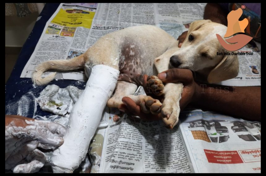 Leg fracture puppy rescue and treatment- Free veterinary care in Pondicherry