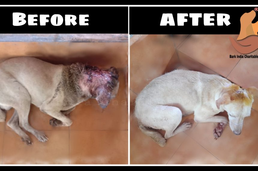 Maggot wound dog rescue and recovery- Veterinary hospital for stray dog treatment