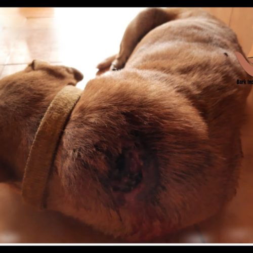 Dog with maggot wound neck -Dog rescue and Treatment- Charity for stray dogs