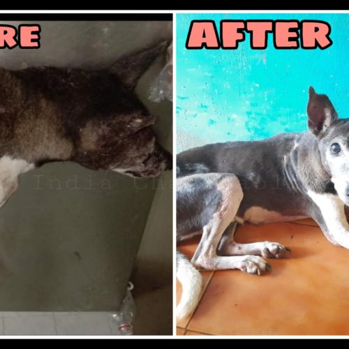 Human cruelty victim dog- Rescue, Treatment and Recovery- Animal Welfare Organisation