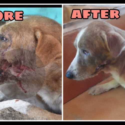 Dog rescue, treatment and release- NGO for animals in Pondicherry