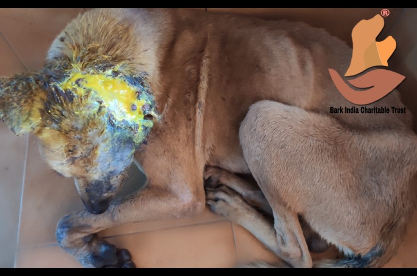 Maggot wound dog rescue and treatment- Dog rescue and treatment