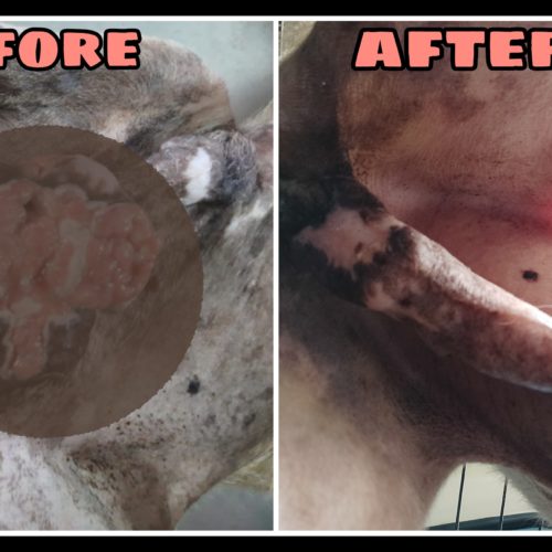 TVT dog Recovery- Charitable Trust for stray animals