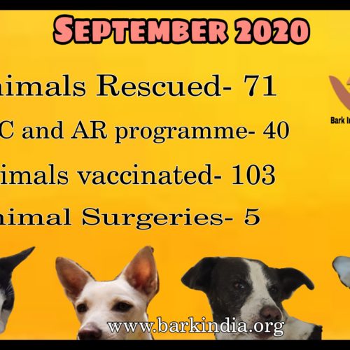 Animal Rescue and Treatment- NGO for sick animal rescue and care