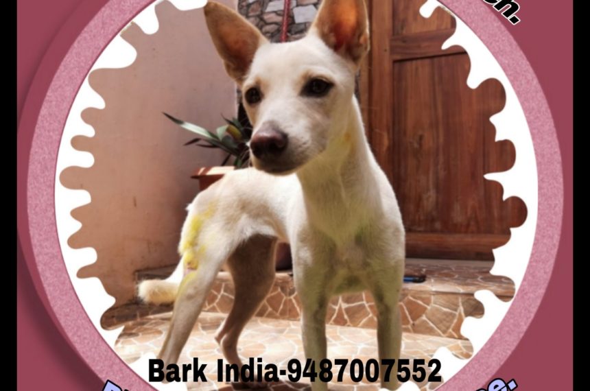 Abandoned/ Lost Puppy is waiting for adoption- Pondicherry