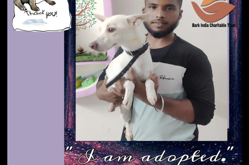 Abandoned Puppy got adopted to new happy home- Adopt , Don’t buy.