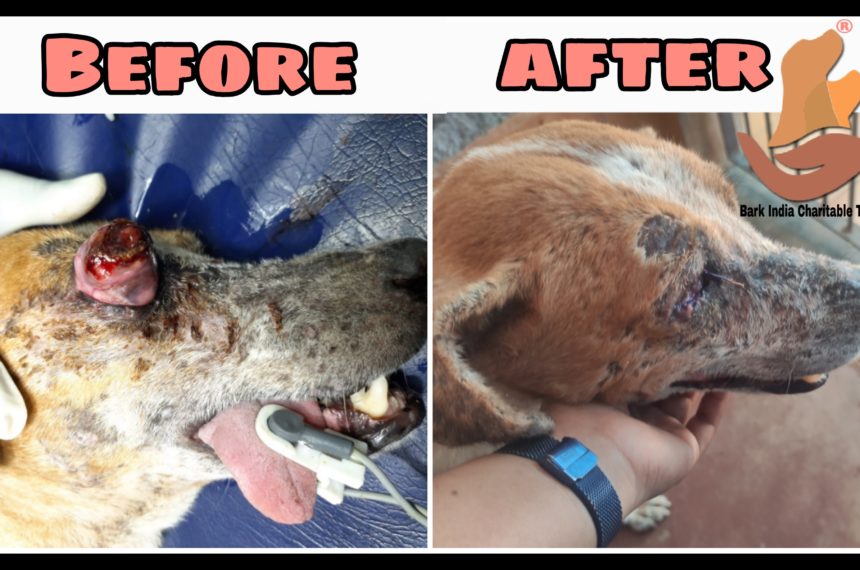 Eye pop-out dog rescue, treatment and recovery