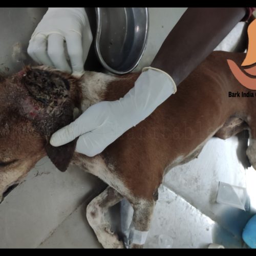 Severe Case of Maggot Infection- Animal rescue charitable organization