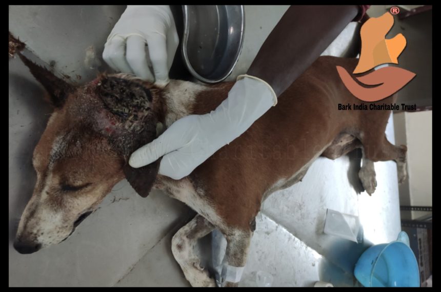 Severe Case of Maggot Infection- Animal rescue charitable organization