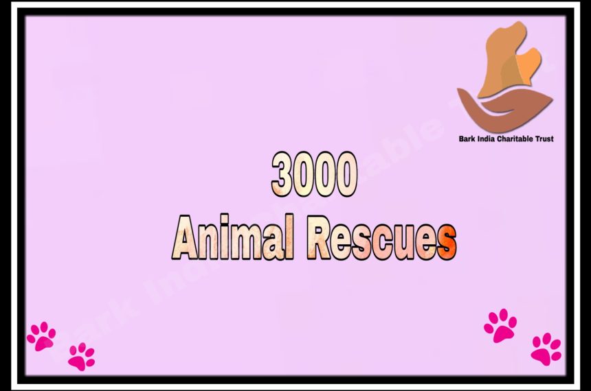 3000 RESCUES