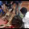 Injured Cow Rescue- Animal Rescue NGO