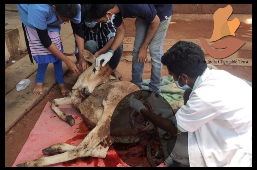 Cow treatment Injured Cow Rescue- Animal Rescue NGO