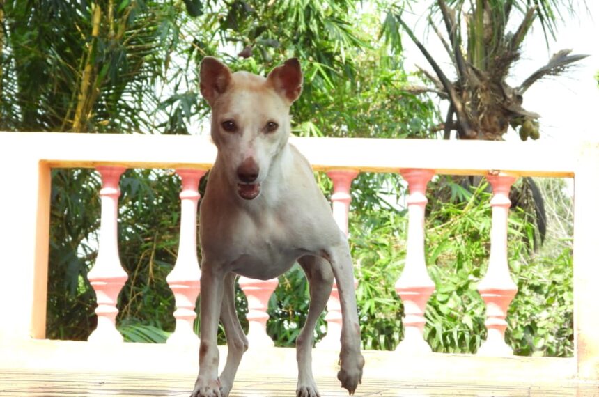 WhatsApp Image 2021-12-20 at 3.13.16 PM Everything to know about Rabies