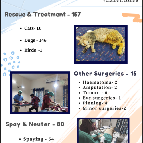 Animal rescue, surgeries