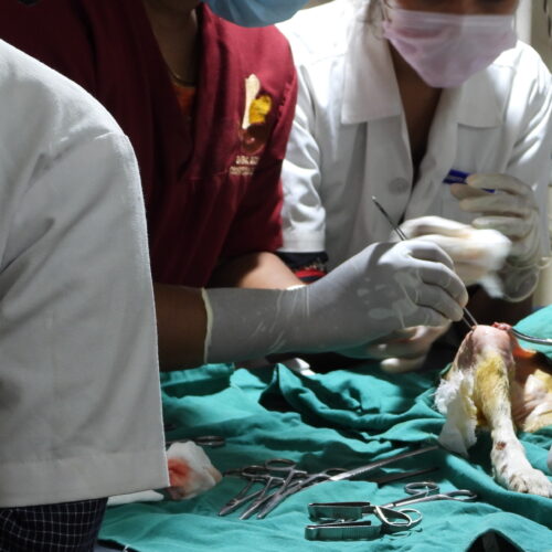 Veterinary Internship- Welcome to veterinarians