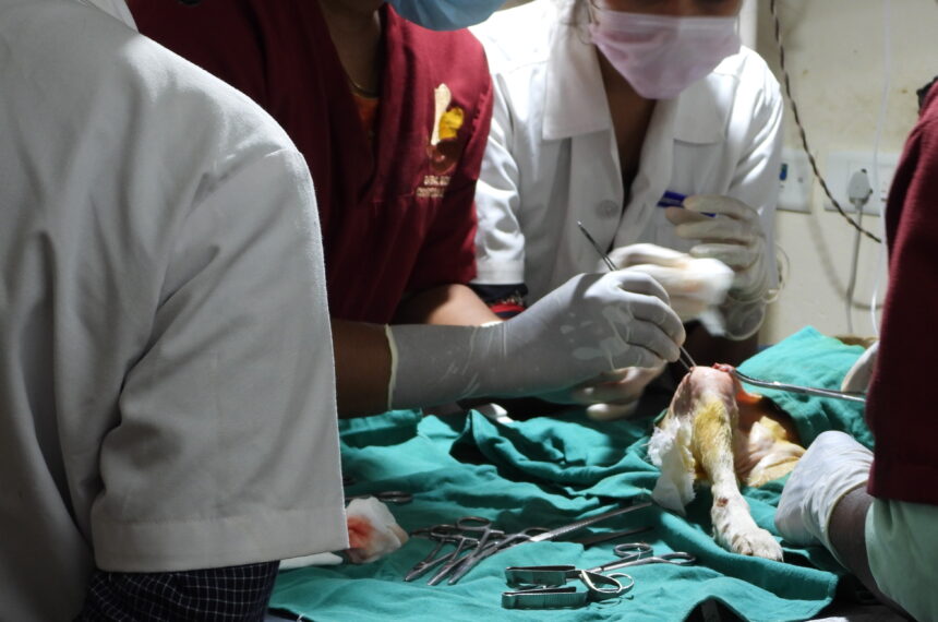 Veterinary Internship- Welcome to veterinarians