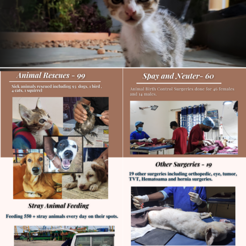 animal welfare Pondicherry