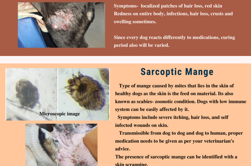 Types of mange in dogs