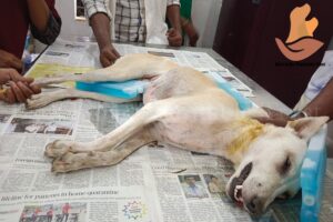 Stray dog hit by humans