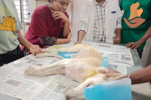 Donate to stray animals