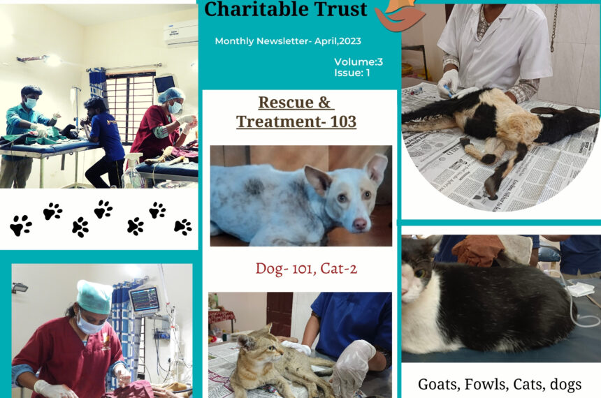 Non-profit charity for stray animals Animal rescue, treatment, outpatient, dog treatment, spay and castration, other surgeries,vaccinations, stray dog feeding