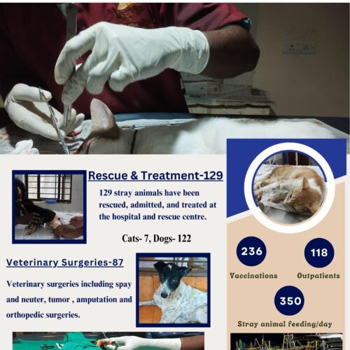 Forever for animals- Charity non-profit for stray animals rescue,treatment,welfare