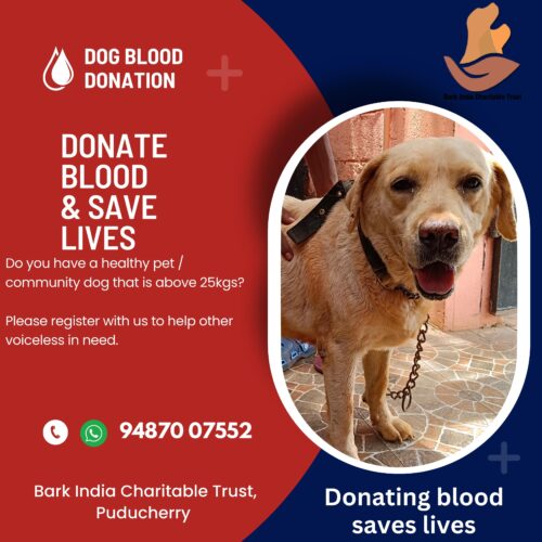 Dog blood donation