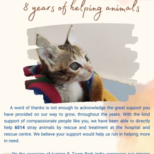 8 Years in Serving strays- Bark India, Pondicherry