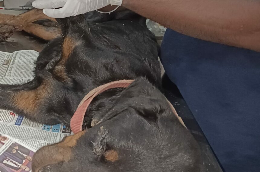 Everything about Canine Distemper(CD)- Symptoms,treatment, curability, prevention and vaccination