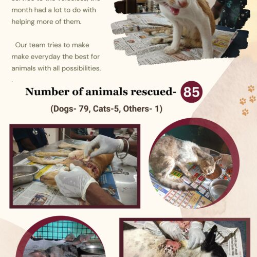 Animal rescue and care- Donate for stray animals
