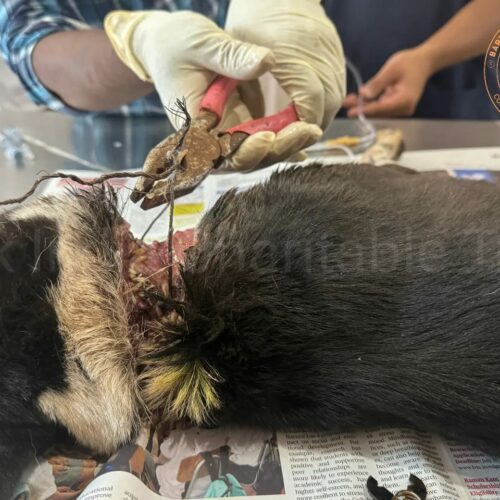 Stray Dog Rescued from Pathetic wound