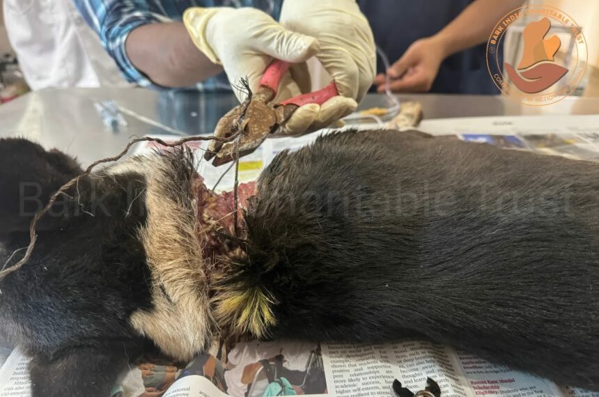 Stray Dog Rescued from Pathetic wound