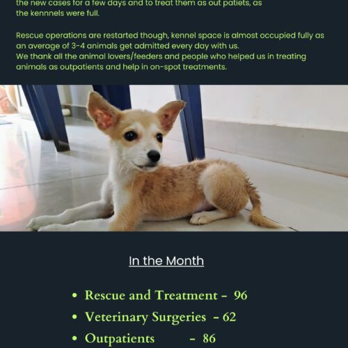 Animal welfare activities