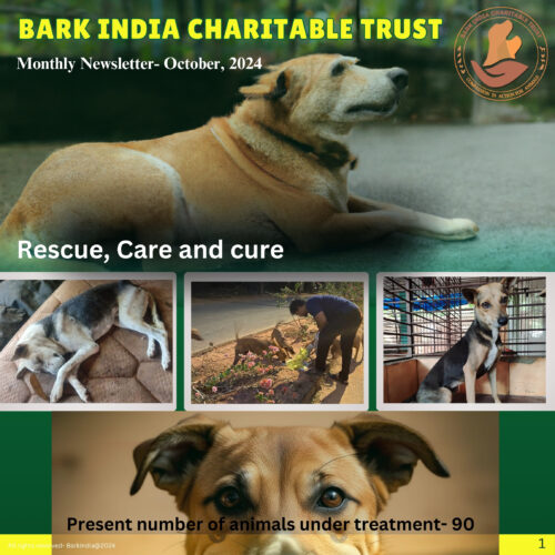 Animal rescue charity for stray animals