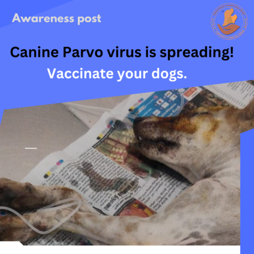 Canine Parvo Virus