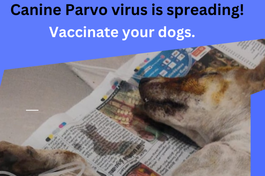 Canine Parvo Virus