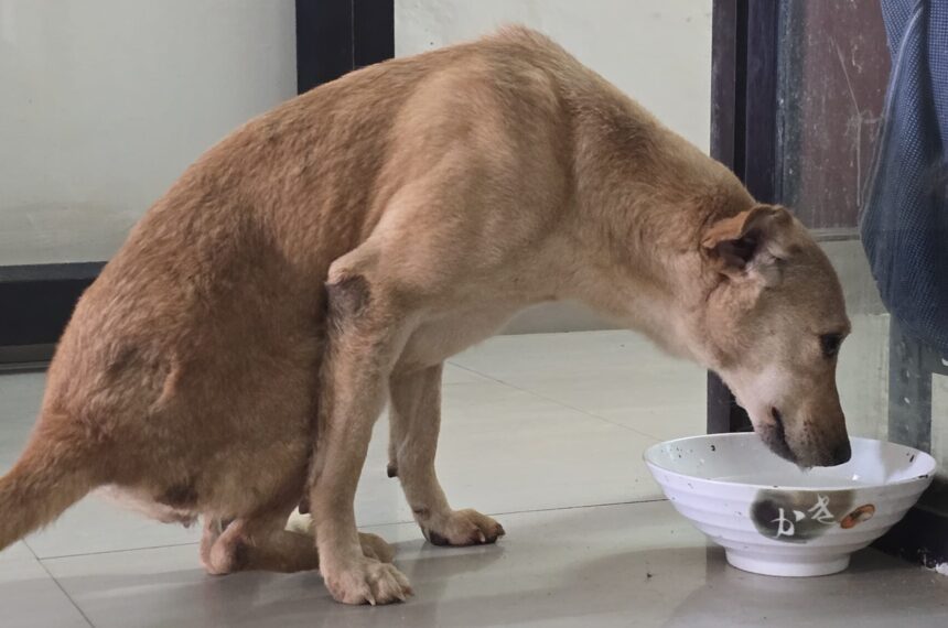 WhatsApp Image 2025-01-31 at 16.29.53_f65ff3c1 Help Animals India