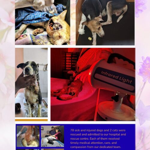 dog and cat treatment