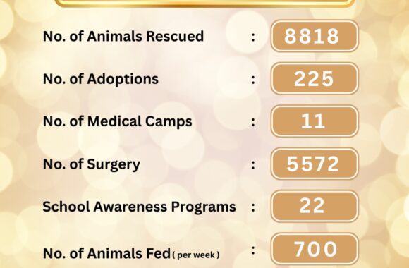 10 YEARS OF SERVING STRAYS- DONATE TO SUPPORT