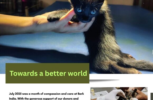 Donate to Help Strays in Pondicherry