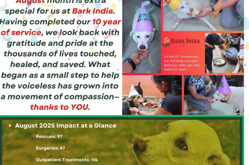 10 years of helping strays- Support us to continue